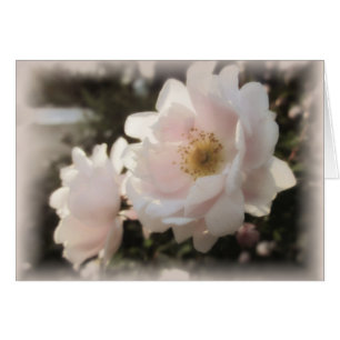 Roses démodés pâles