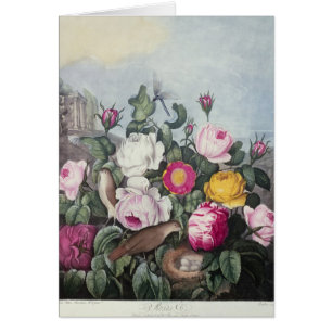 Roses, 'du temple de Flora