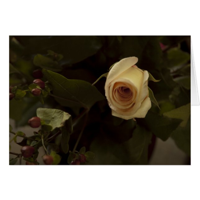 Roses et baies - Rose de paix rose (Devant horizontal)