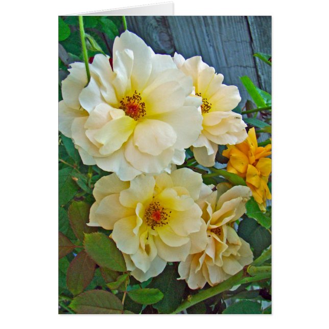 Roses jaunes (Devant)