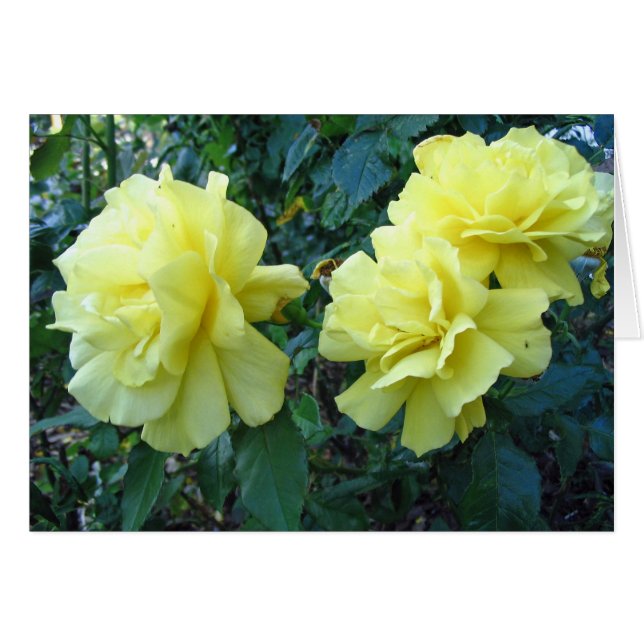 Roses jaunes (Devant horizontal)