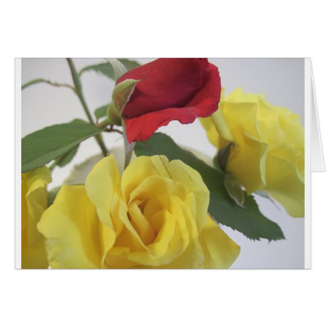 Roses jaunes rouges (Devant horizontal)