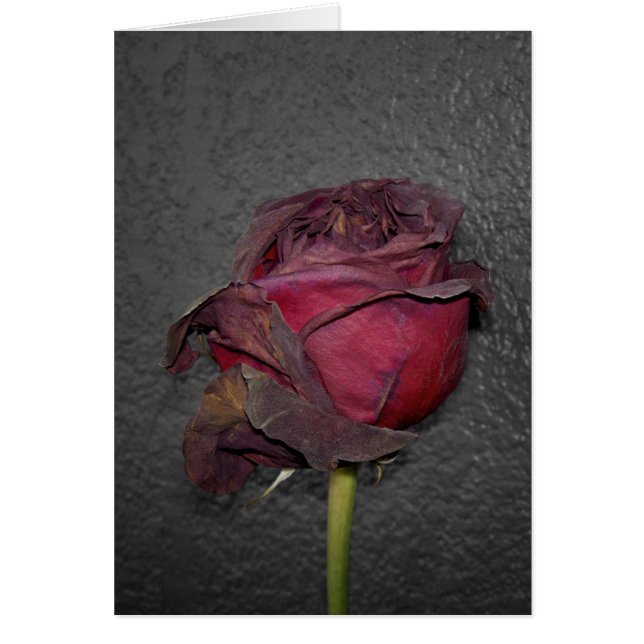 Roses morts (Devant)