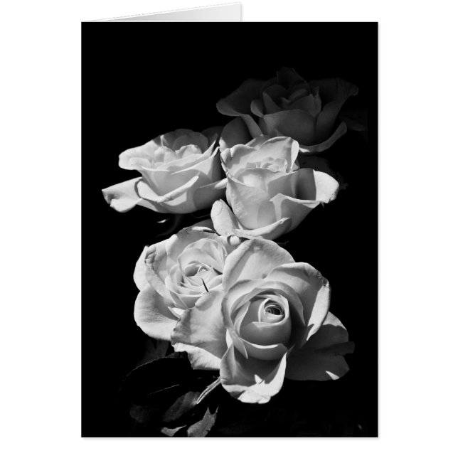 Roses noires et blanches (Devant)