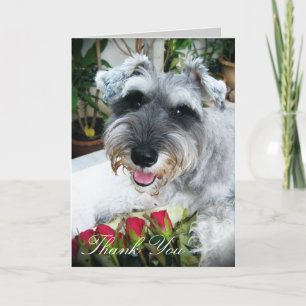 Roses pour vous - Merci