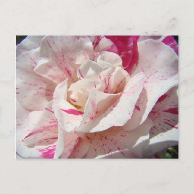 ROSES Rose Fleurs Rose Blanc Rose Fleurs 1 Cartes  (Devant)