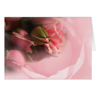 Roses roses