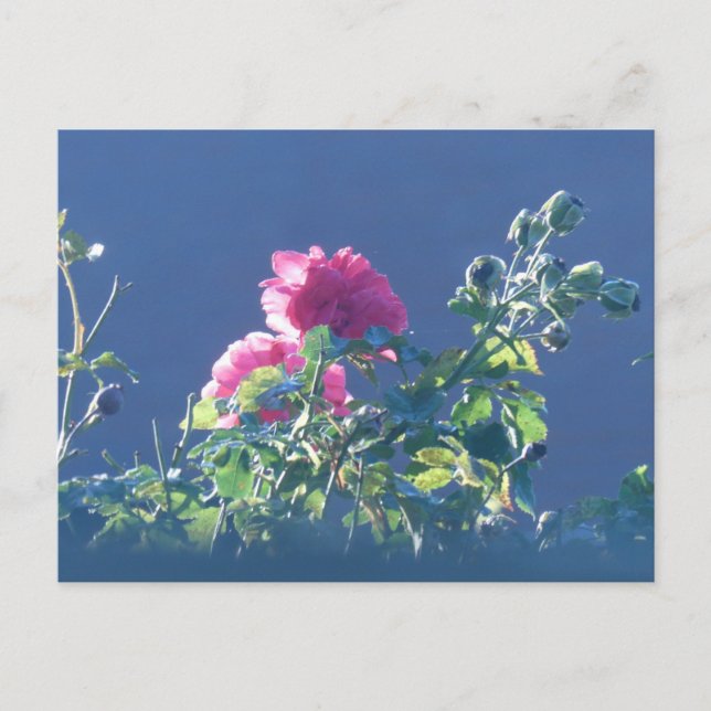 Roses roses au soleil do-it-yourself carte postale (Devant)