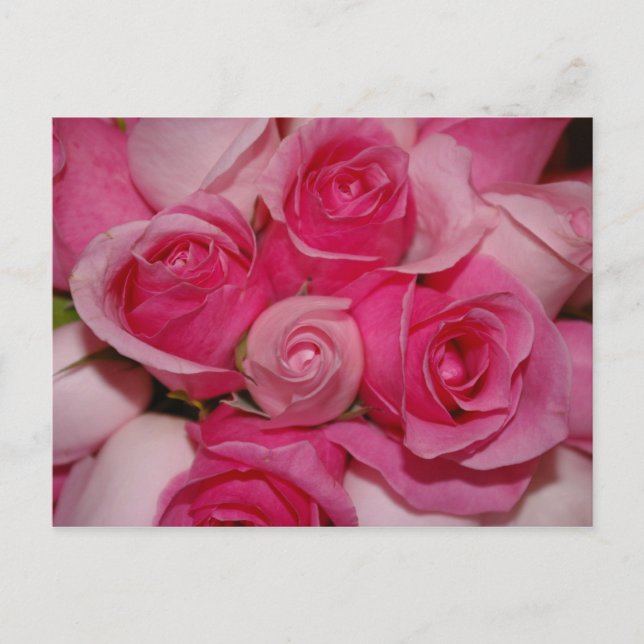 Roses roses - Carte postale (Devant)