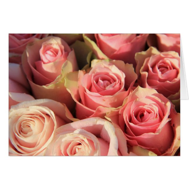 Roses roses de Therosegarden (Devant horizontal)