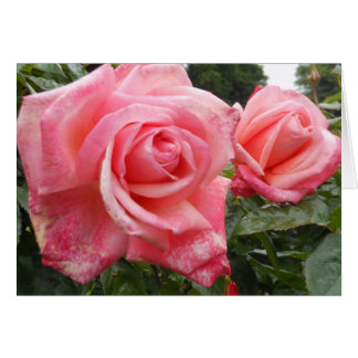 Roses roses, jardin botanique de Belfast, Ni