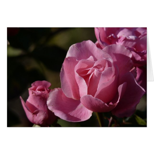 roses roses roses (Devant horizontal)
