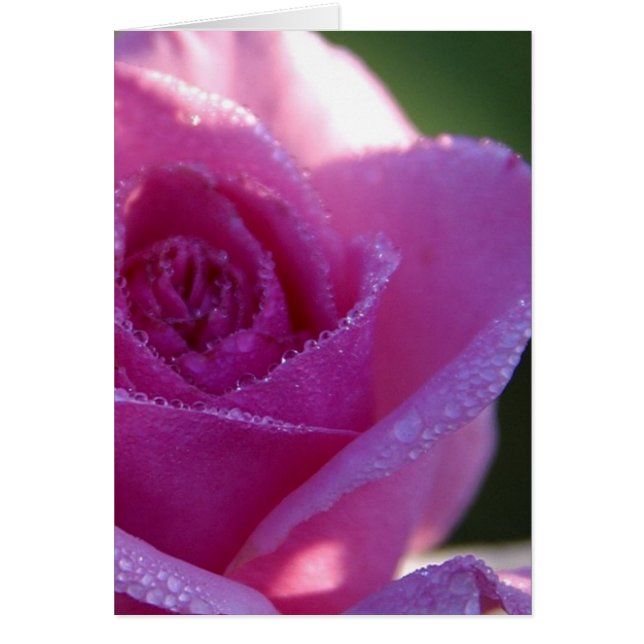 Roses roses roses (Devant)