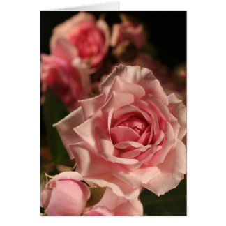 Roses Roses Roses Jolies Photo Vierge À L'Intérieu