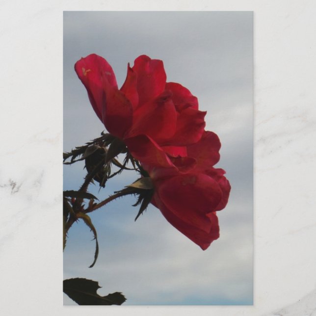 Roses rouges contre un ciel bleu vif (Devant)