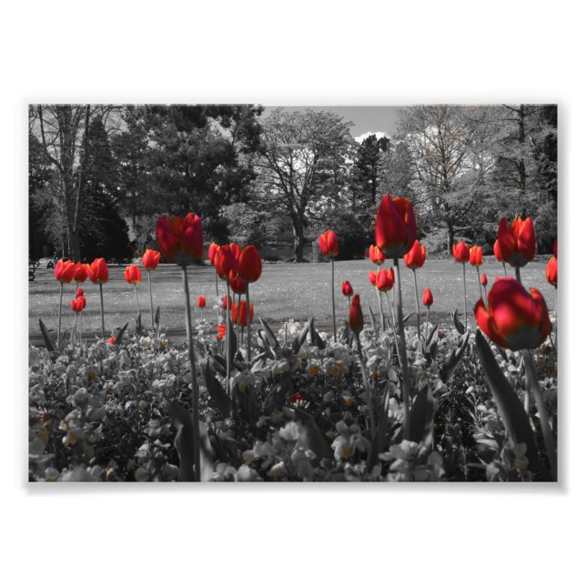 roses rouges en noir et blanc photo de jardin (Devant)