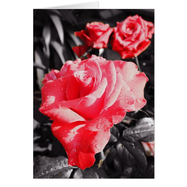 Roses rouges romantiques (Devant)