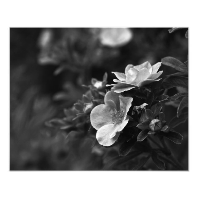 Roses sauvages - Floral Fine Art Photo (Devant)
