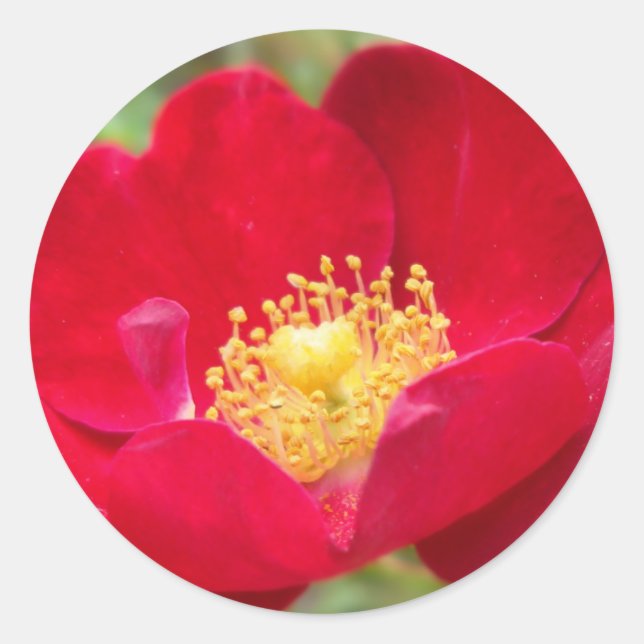 Roses Stickers Rouges (Devant)