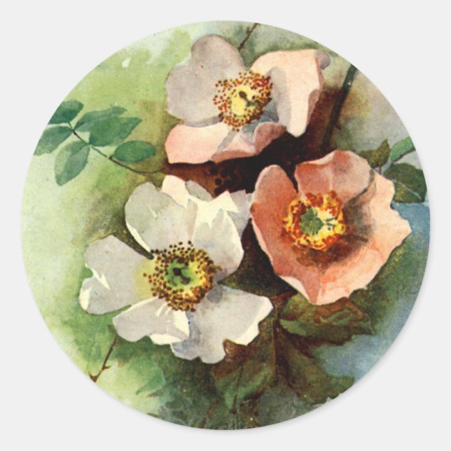 Roses sur la vigne - Sticker (Devant)