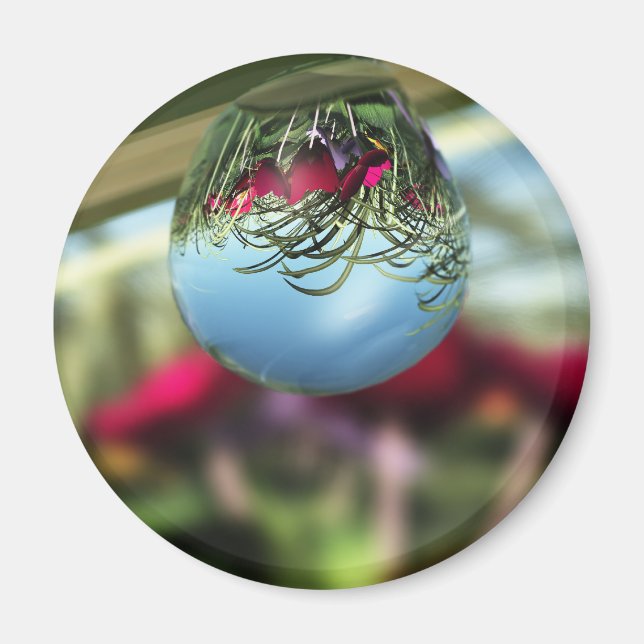 Roses sur Raindrops Magnet (Devant)