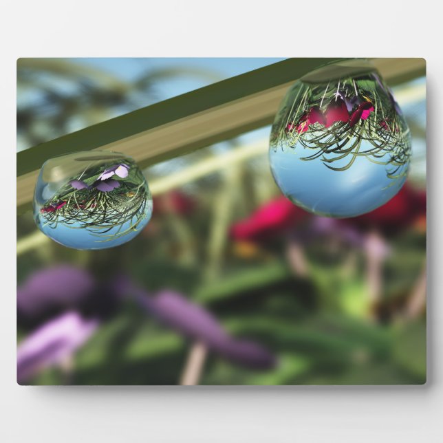 Roses sur Raindrops Photo Plaque (Devant)