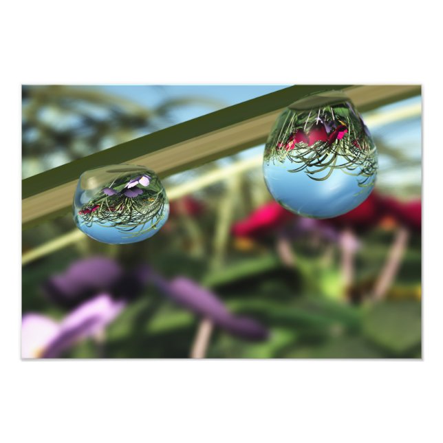 Roses sur Raindrops Photo Print (Devant)