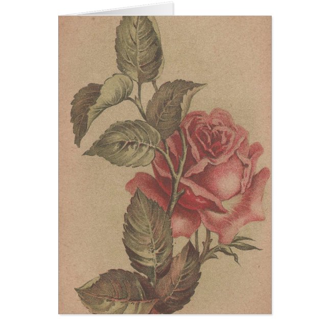 Roses vintages (Devant)