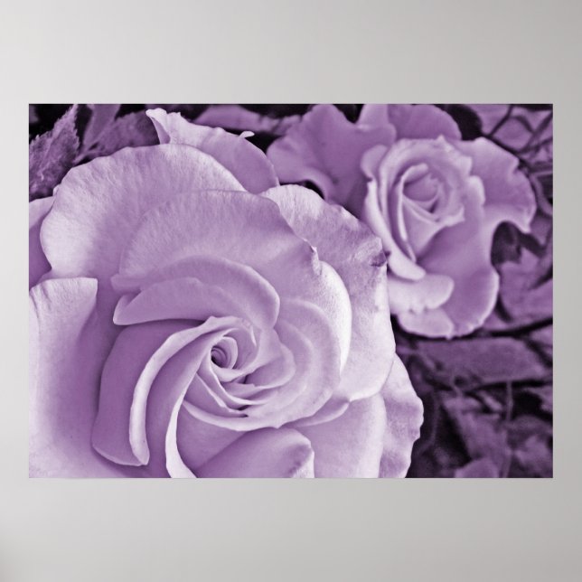 Roses violets ~ Poster floral (Devant)