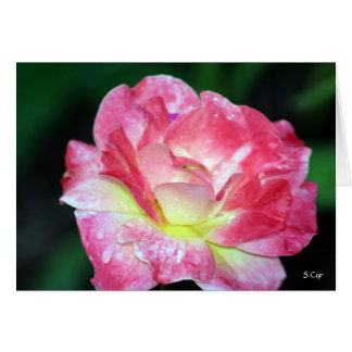 Rosey, S Cyr