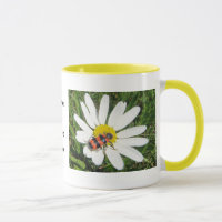 Rot-schwarzer Käfer auf weisser Margerite, Tasse