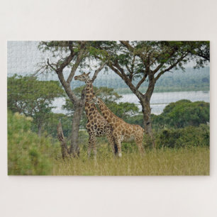 Rothschild-Giraffes Ouganda. Jigsaw Puzzle