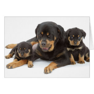 Rottweiler avec deux chiots
