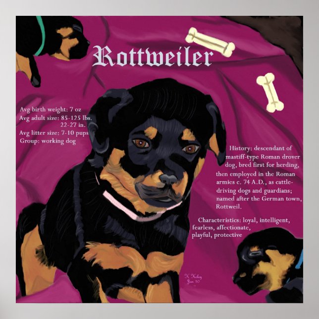 Rottweiler Pup poster (Devant)