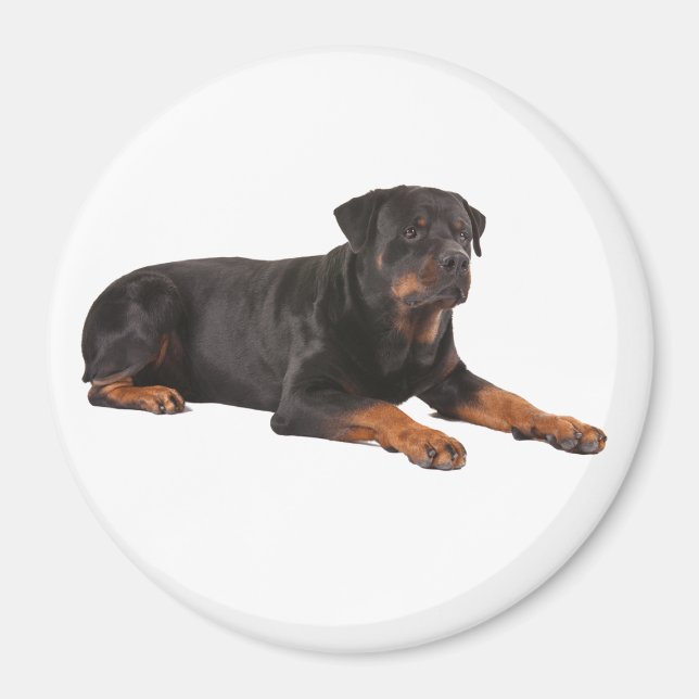 ROTWEILER CHIEN FRIDGE MAGNET (Devant)