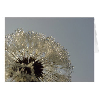 Roue de gouttelettes - Dandelion avec gouttelettes