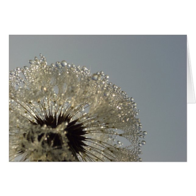 Roue de gouttelettes - Dandelion avec gouttelettes (Devant horizontal)