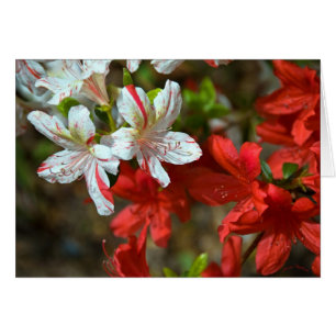 Rouge, blanc et beau