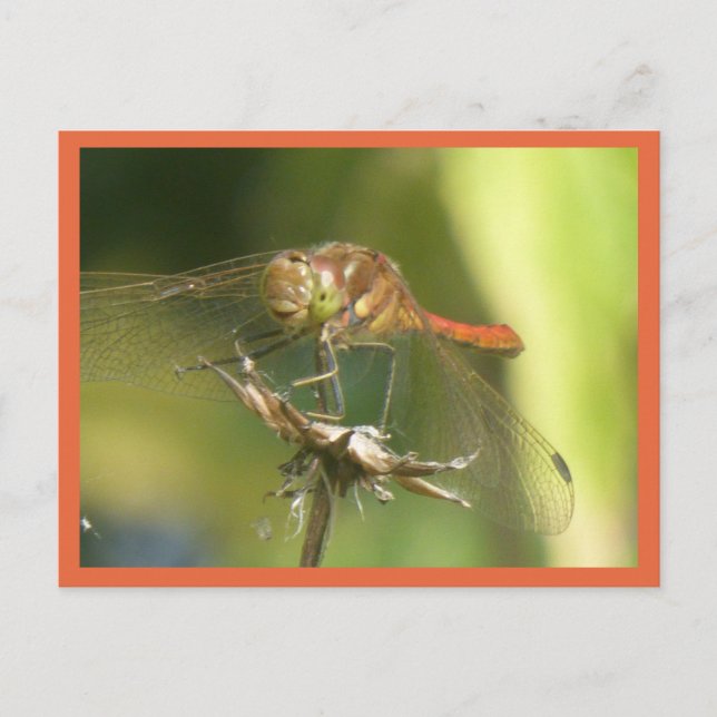 Rouge Dragonfly Close do-it-yourself carte postale (Devant)
