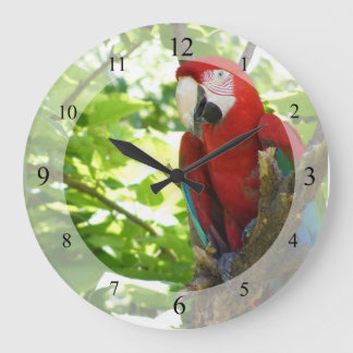 Rouge et horloge d'ara d'or