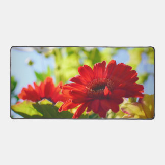Rouge Gerber Daisies Belles Fleurs Rouge Daisy