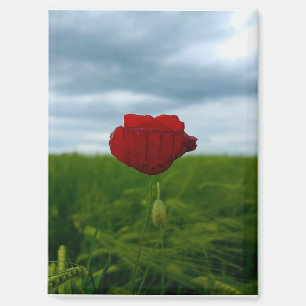 Rouge malgré tout – Fleur de pavot rouge Magnet