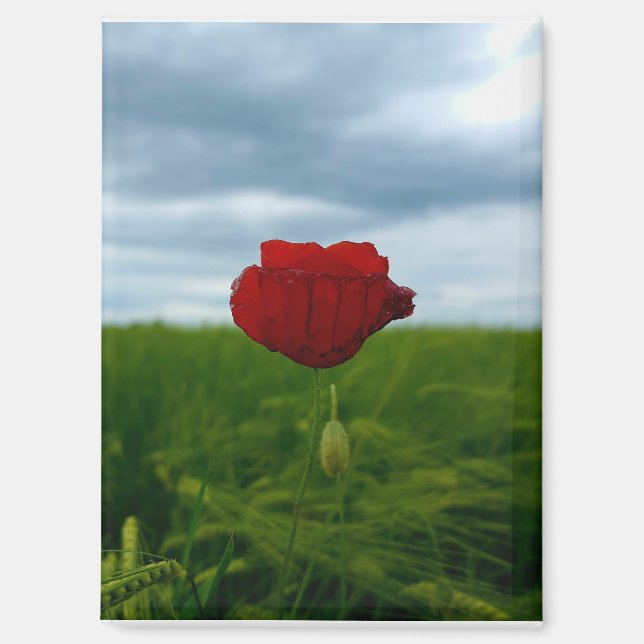 Rouge malgré tout – Fleur de pavot rouge Magnet (Recto)
