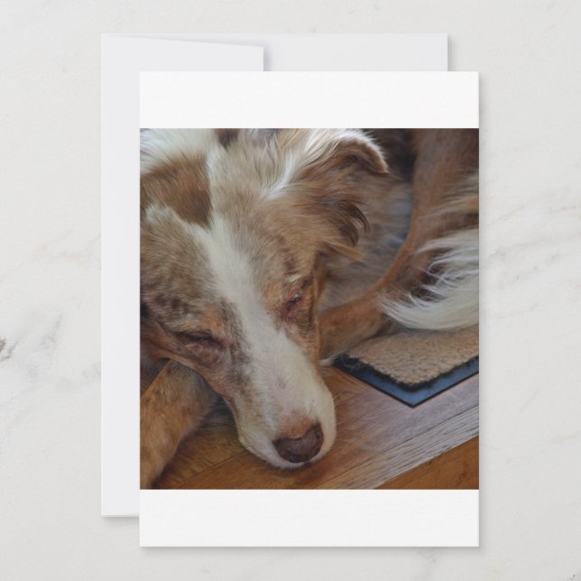 rouge merle aussie (Devant)