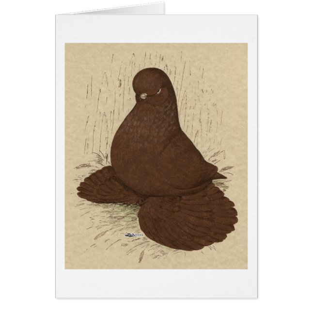 Rouge muffé de Pigeon Tumbler (Devant)