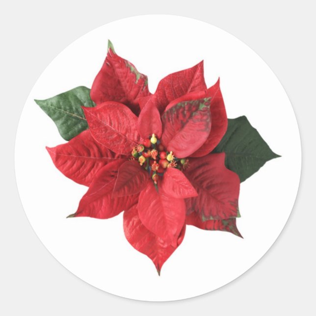 Rouge Poinsettia sur Sticker de Noël blanc (Devant)