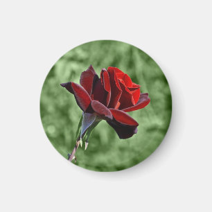 Rouge Rose Magnet