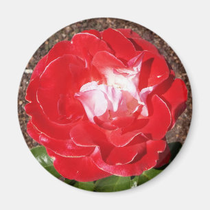 Rouge Rose photo Magnet rond