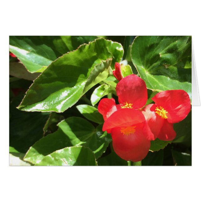 Rouge sur vert, carte à fleurs (Devant horizontal)