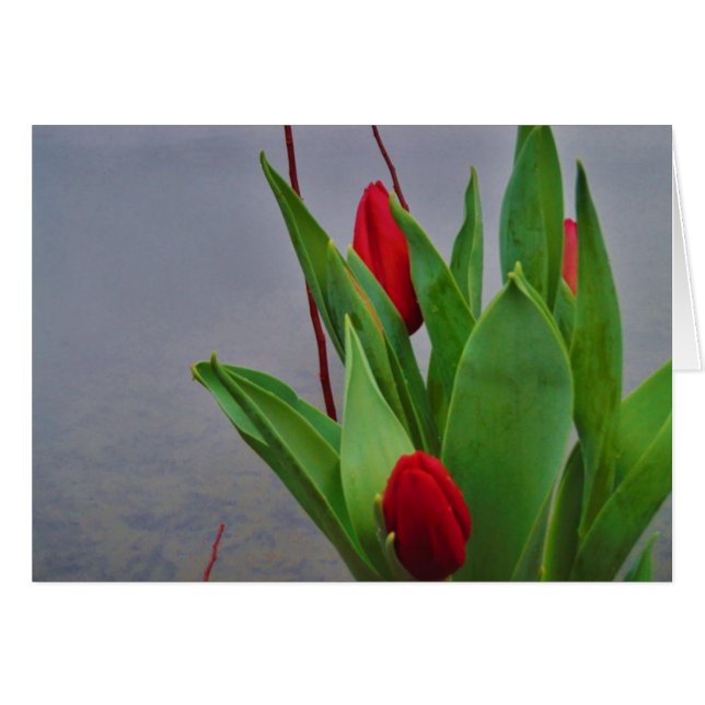 Rouges Tulipes Blue Lake Arrowhead (Devant horizontal)